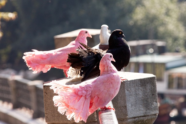 中国大师赛第4日国羽6胜4负 石宇奇任何组合进4强.